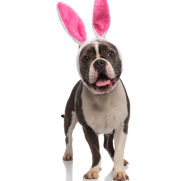 Adorable panting american bully wearing easter bunny ears — Stock Photo, Image