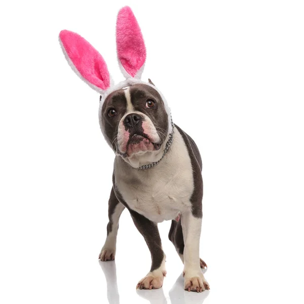 Curious american bully with bunny ears headband looks up — Stock Photo, Image