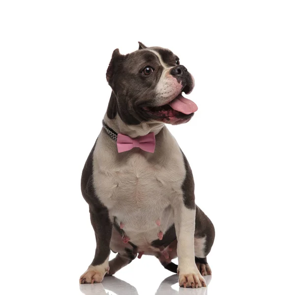 Adorable panting american bully with pink bowtie looks to side — Stock Photo, Image
