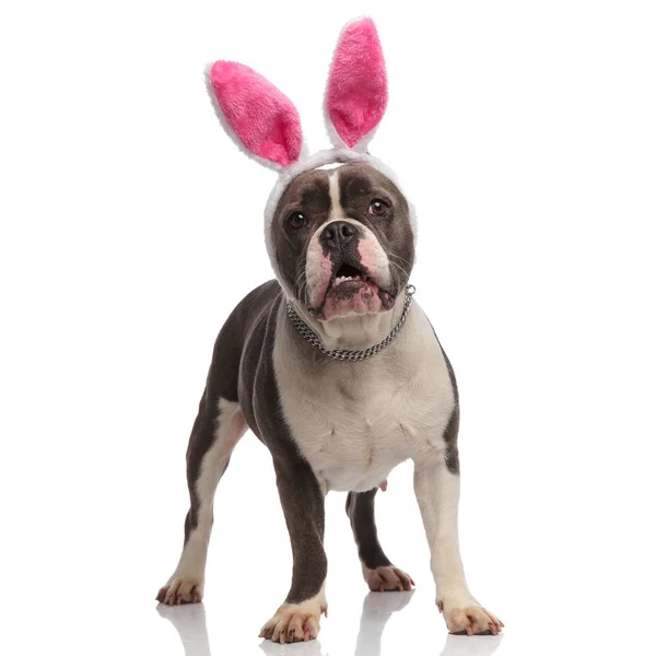 Intimidateur américain effrayé habillé en lapin de Pâques regarde de côté — Photo