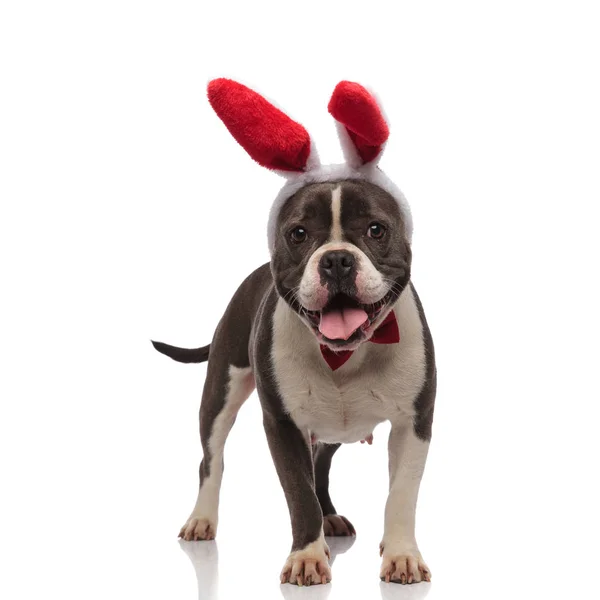 Heureux tyran américain portant des oreilles de lapin de Pâques et noeud papillon — Photo