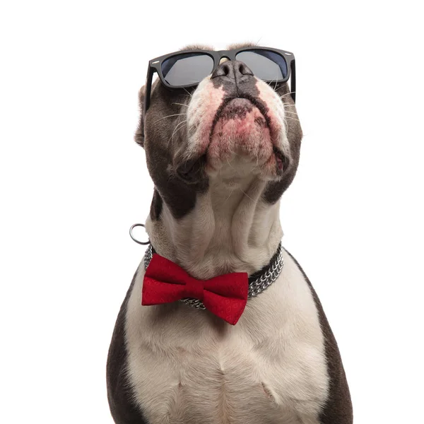 Close up of curious american bully wearing sunglasses and bowtie — Stock Photo, Image