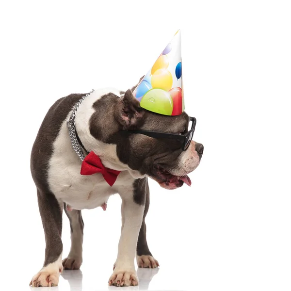 Gentiluomo americano bullo indossare cappello di compleanno guarda a lato — Foto Stock