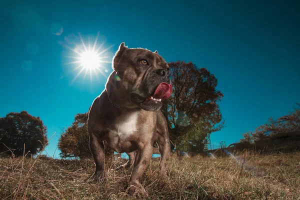 Valentão americano olhando para longe em um campo com a língua exposta — Fotografia de Stock