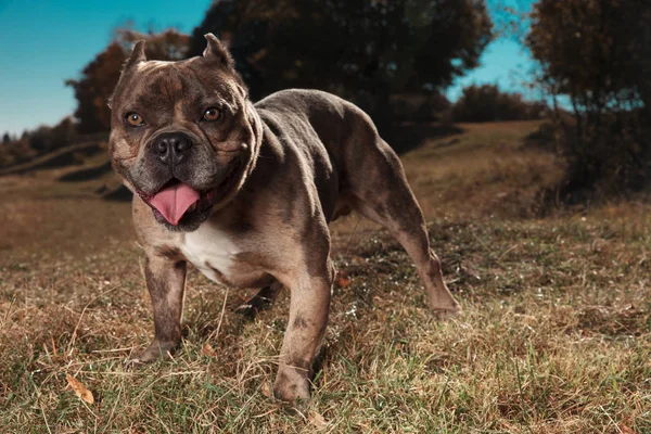 American bully panting and looking into the camera outdoor — Stock Photo, Image
