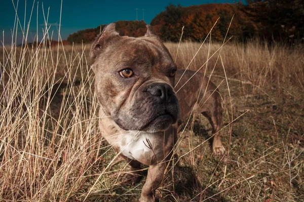 side view of American bully standing in a field