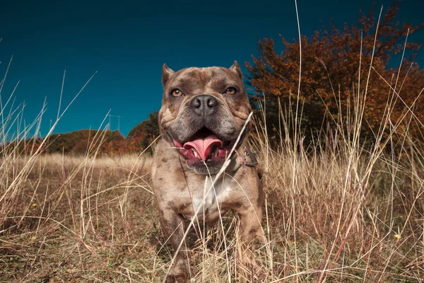 Amerikaanse bully staande in een veld hijgen en opzoeken — Stockfoto