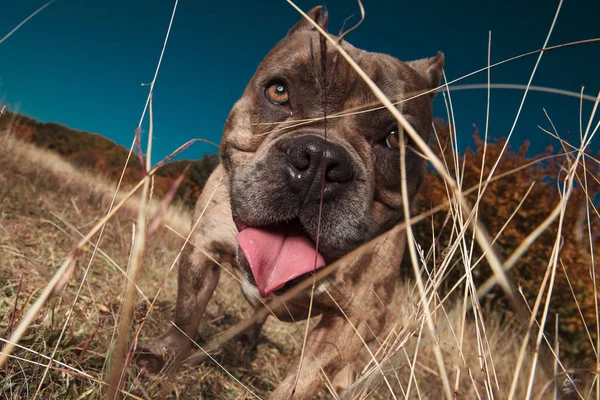 Close-up de bully americano ofegante em um campo atrás de grama — Fotografia de Stock