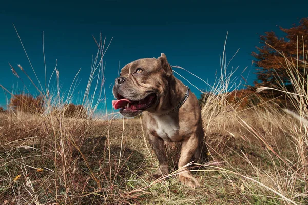 American bully standing and looking curiously up — Stock Photo, Image