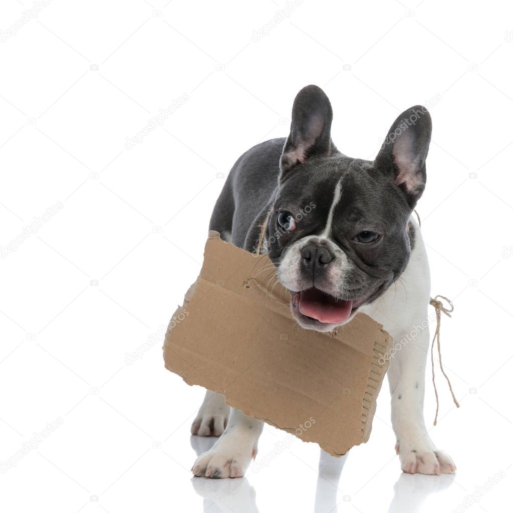 french bulldog with carton board on his neck