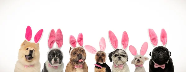 Zabawny Grupa szczeniąt sobie uszy królika na Wielkanoc — Zdjęcie stockowe