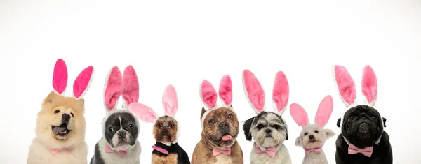 Many cute easter dogs wearing pink rabbit ears — Stock Photo, Image