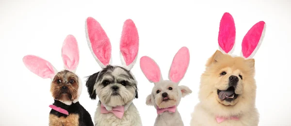Vier Hundeteams bereit für Ostern — Stockfoto