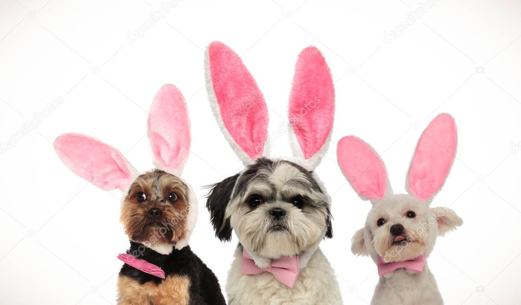three little funny dogs wearing easter bunny ears 