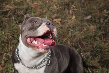 Amstaff aşırı mutlu ve neşeli yaparken panting olmak