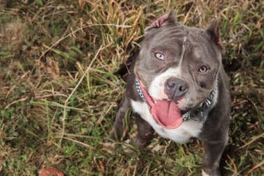 Oyuncu Amerikan Bully yukarı bakıyor ve panting