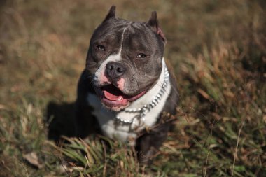 Bir Amstaff köpek ön görünümü ileriye dönük ve nefes