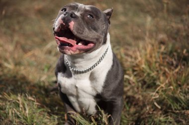Jolly American Bully nefes alırken mutlu ve eğlenceli olmak