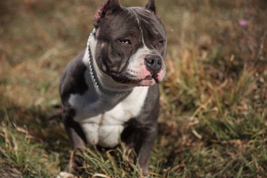 Ciddi görünümlü Amstaff ileriye dönük ve kaşlarını çatma