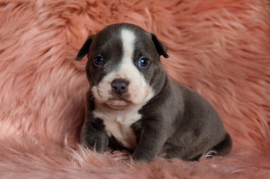 Lovely American Bully köpek yavrusu ileriye dönük suçlu iken oturuyor