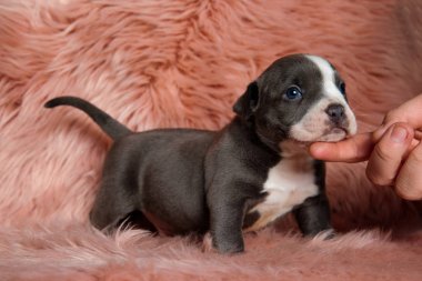 Mutlu Amstaff köpek yavrusu okşandı sırasında ayakta