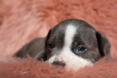 Ca doğru bakarken Uykulu Amerikan Bully köpek yavrusu oturan