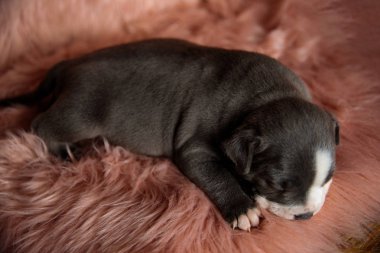 Yorgun Amstaff köpek uyku