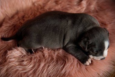 Güzel Amstaff köpek uyku