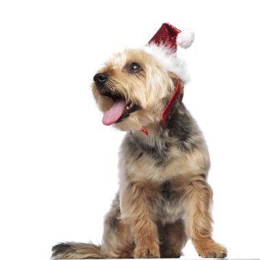 Yorkshire Teriyeri Noel Baba şapkası takıyor ve nefes nefese.