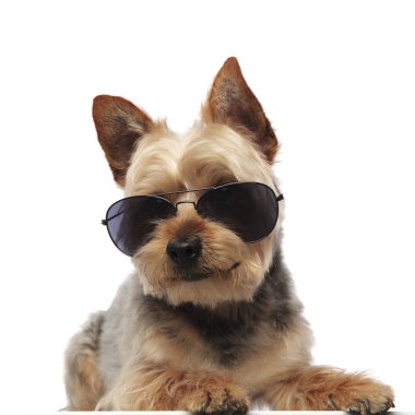 Yorkshire Teriyeri şarkı söylerken oturup ileriye bakıyor