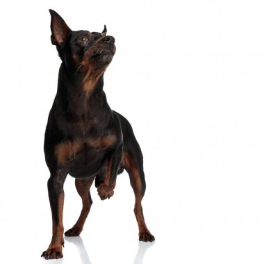 Ayakta duran köpek bir tarafa bakarken ileri doğru yürümeye başlar