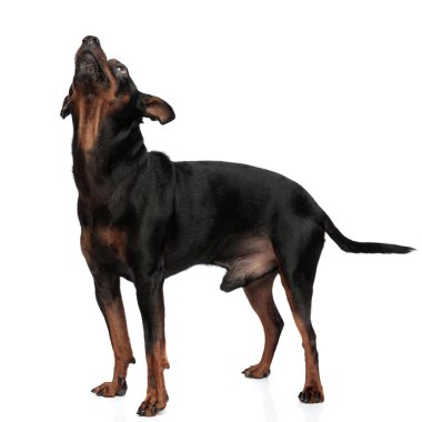 Sevimli köpek yavrusu son derece garip bir pozisyonda yakalanan