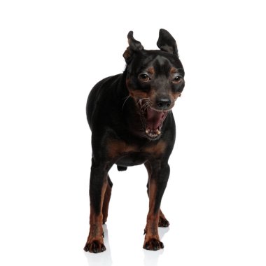 Korkunç küçük köpek, ağzını sonuna kadar açık tutarak