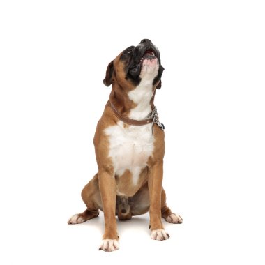 sevimli boksör arka pençeleri üzerinde duran