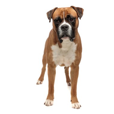 sevimli köpek yavrusu ayakta ve kameraya bakarak