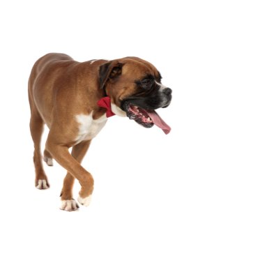 oda etrafında hareket eden oyuncu zarif boksör