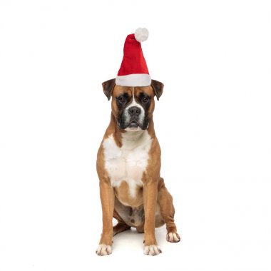 sevimli santa boksör oturan ve kameraya bakarak