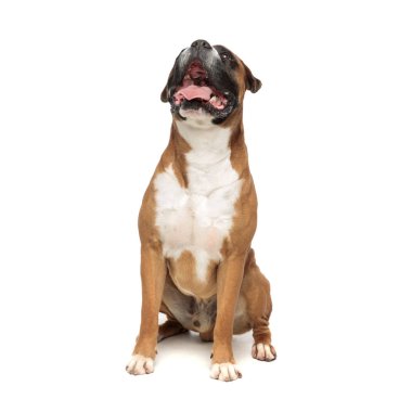 heyecanla yukarı bakan heyecanlı küçük köpek yavrusu 