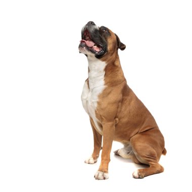 sevimli küçük boksör ısrarla onun üzerinde bir şey bakıyor