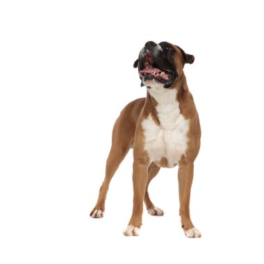 sevimli köpek yavrusu ayakları üzerinde duran, yukarı bakıyor