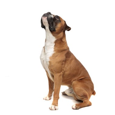 sevimli küçük boksör ısrarla onun üzerinde bir şey bakıyor