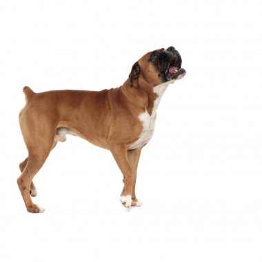 sevimli küçük boksör ısrarla onun üzerinde bir şey bakıyor