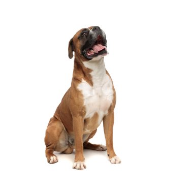 güzel boksör onun arka pençeleri üzerinde oturarak rahatlatıcı