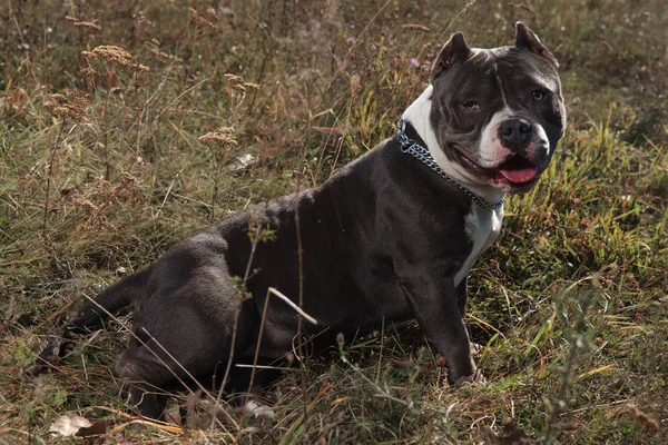 Happy American Bully looking to the camera and panting — Stock Photo, Image