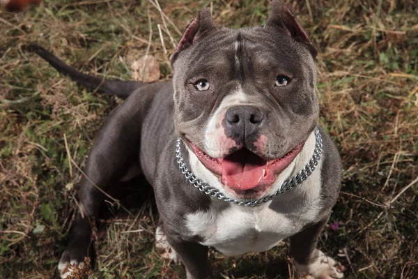 Dutiful American Bully esperando e olhando para a câmera — Fotografia de Stock