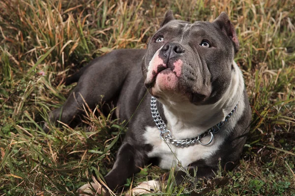 Curious American Bully looking up with puppy eyes — Stock Photo, Image