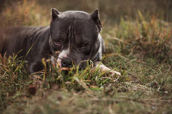 American Bully feeling guilty and looking forward — Stock Photo, Image
