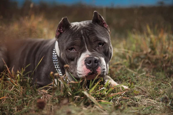 Pies amstaff ciekawie patrzy do przodu z zamkniętymi usta — Zdjęcie stockowe