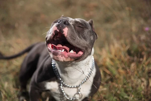 Jolly Amstaff tomando el sol y jadeando felizmente — Foto de Stock