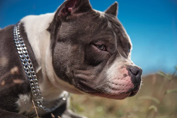 자신감 있는 Amstaff 개는 앞을 내다보고 눈살을 찌푸리게합니다. — 스톡 사진